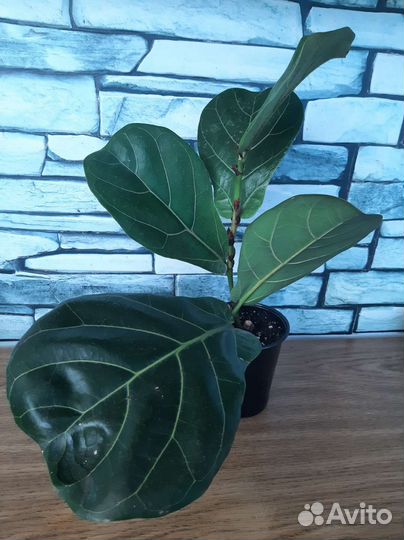 Фикус лирата колумнарис