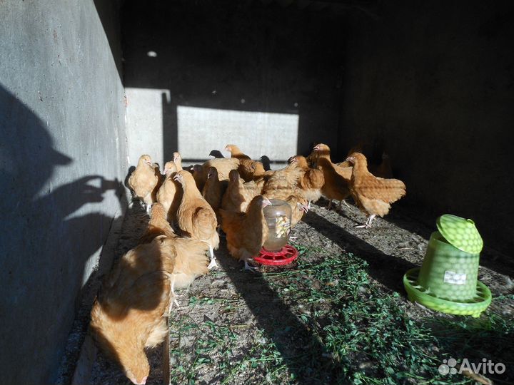 Петушки Орпингтон.- 4 мес