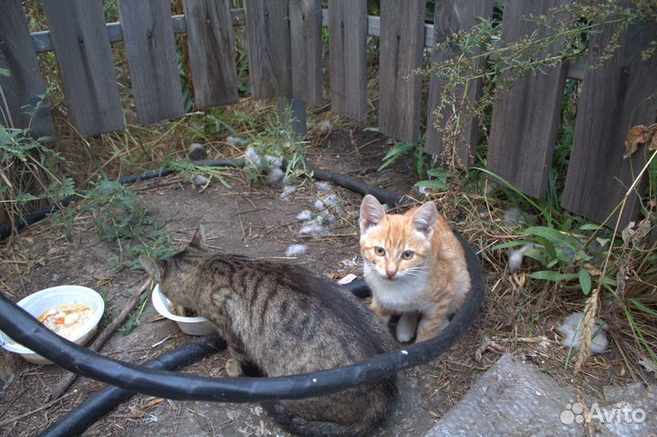 Котята в добрые руки