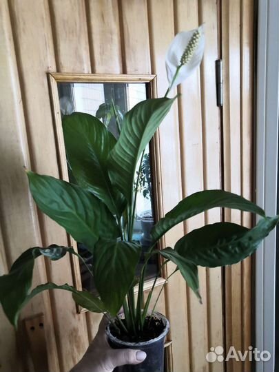 Спатифиллум