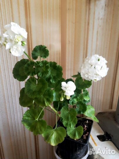 Столетник. алоэ