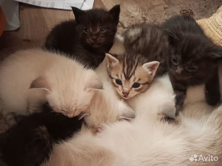 Котята в добрые руки даром бесплатно