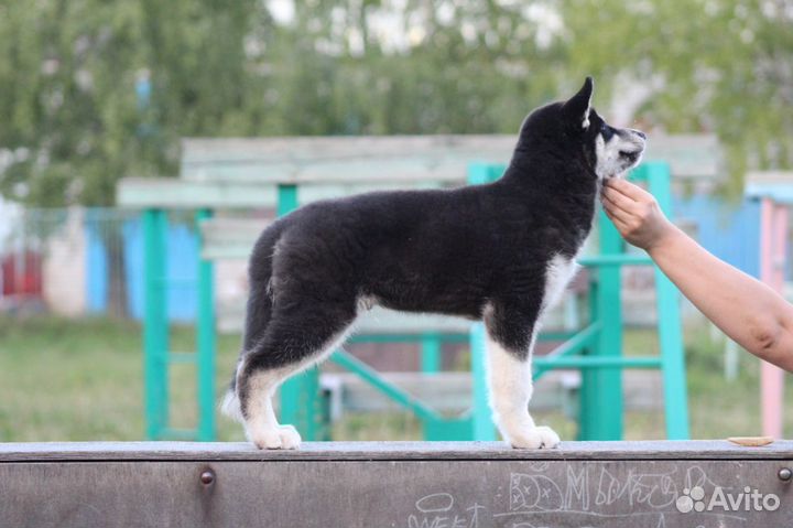 Сибирский хаски