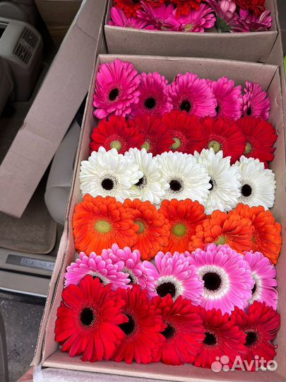 Цветы герберы