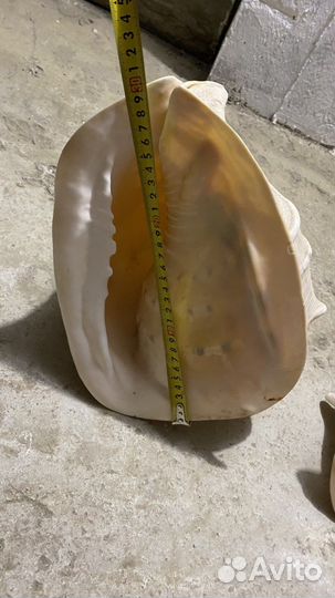 Раковины морские