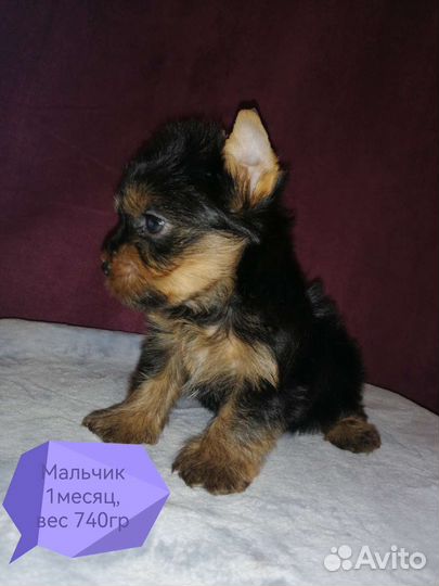 Йоркширский терьер