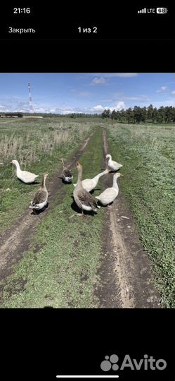 Мясо утки, гуся домашнее