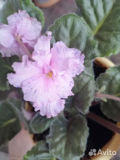 Фиалки сортовые (название не знаю)