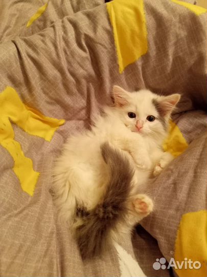 Котенок