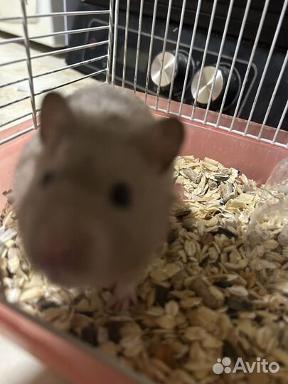 Сирийский хомяк