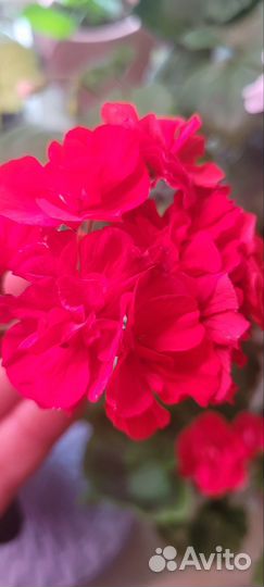 Герань пеларгония