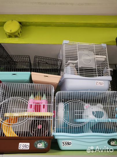 Сирийский хомяк