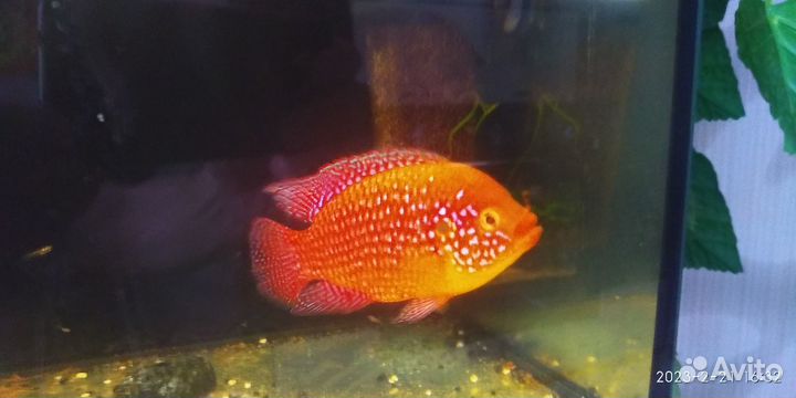 Хромис красавец