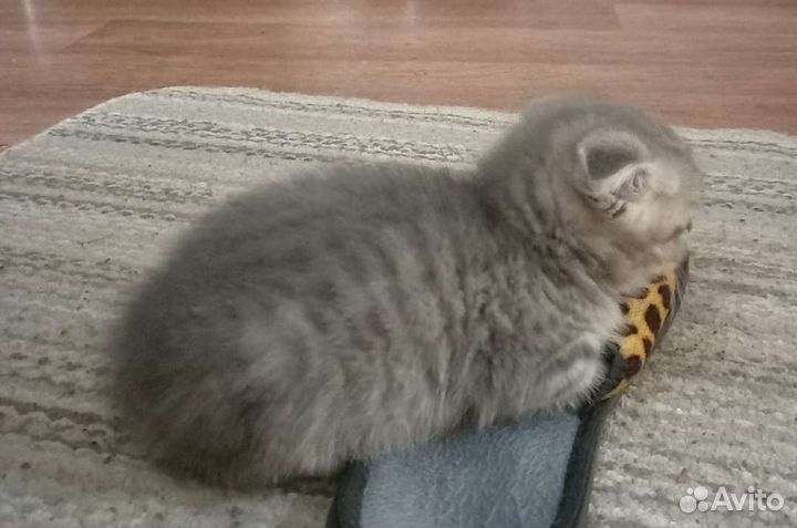 Шотландский вислоухий кот