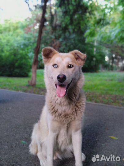 Молодая красивая собака ищет дом