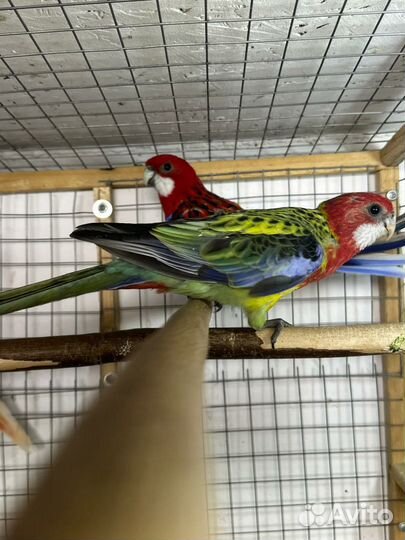 Попугаи разных видов