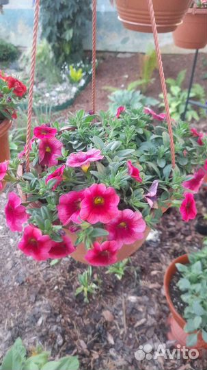 Калибрахоа