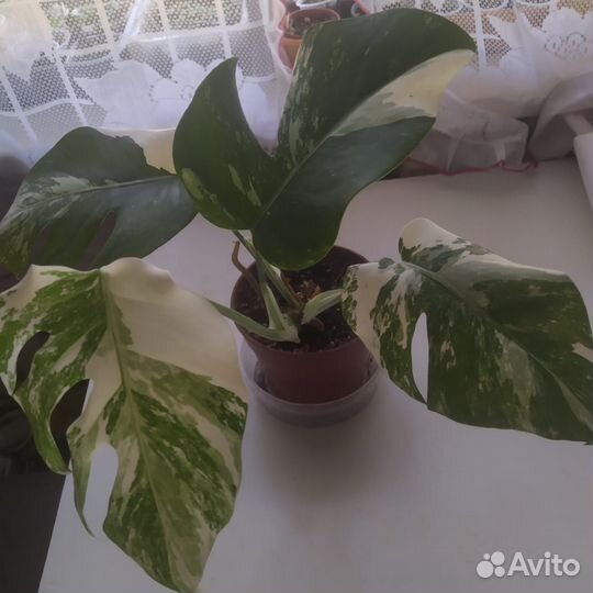 Монстера Альба