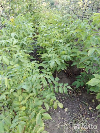 Грецкий орех