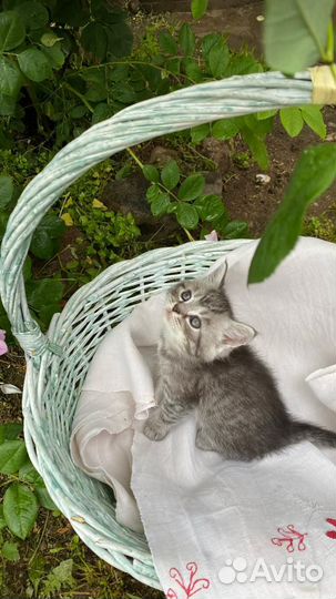 Котята
