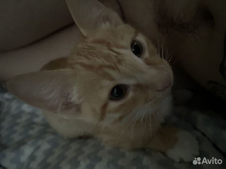 Отдам даром кота