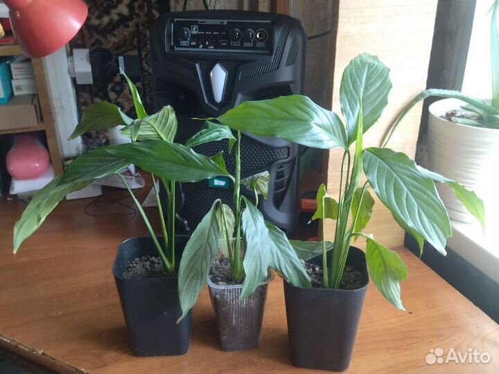 Спатифиллум