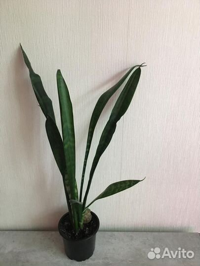 Сансевиерия