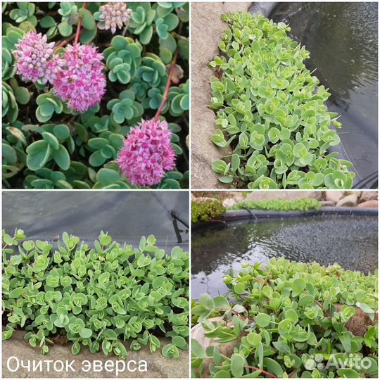 Садовые растения