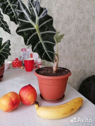 Алоказия Полли