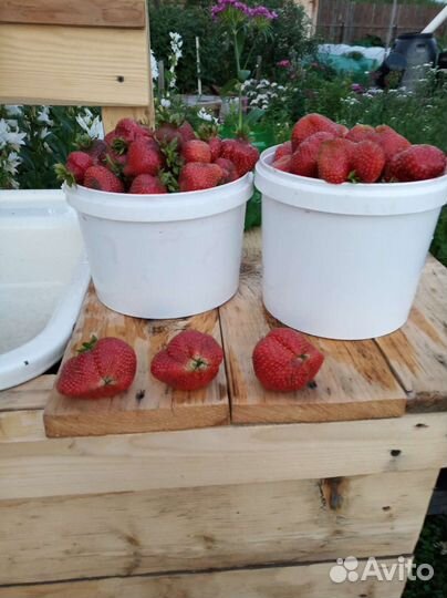 Рассада (усы) клубники Азия