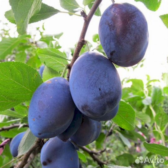 Саженцы сливы Венгерка (синий)