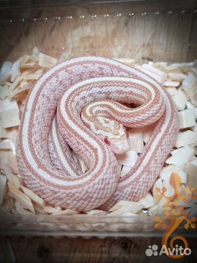 Змея маисовый полоз для новичка