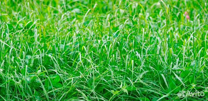 Семена райграс пастбищный оптом от 100кг