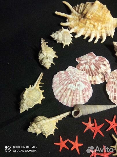 Морские ракушки раковины