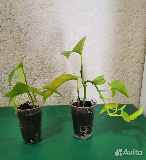 Монстера, сциндапсус неон, экзотика