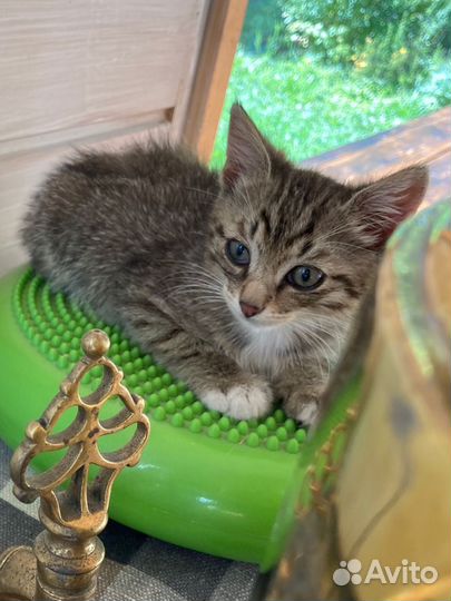 Котенок мальчик полосатик