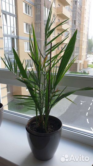 Финиковая пальма