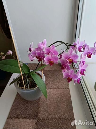Орхидея фаленопсис мультифлора