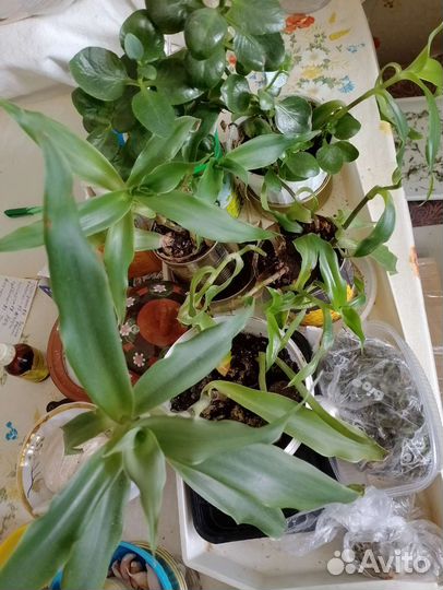 Комнатные цветы