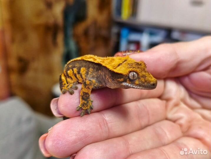 Реснитчатый бананоед, малыши. Correlophus ciliatus