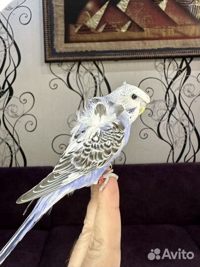 Хагоромо волнистые попугаи