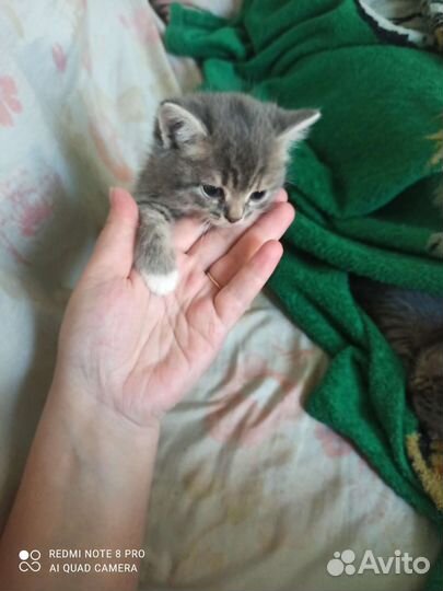 Британская кошка в дар