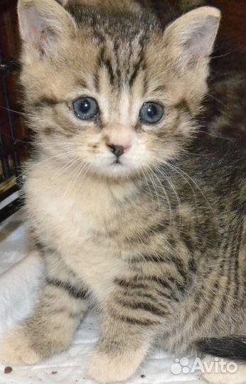 Красивые котята
