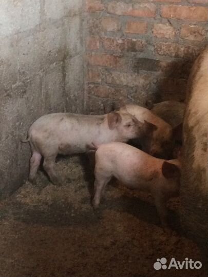 Поросята Ландрас