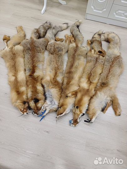 Шкуры Енот Лиса