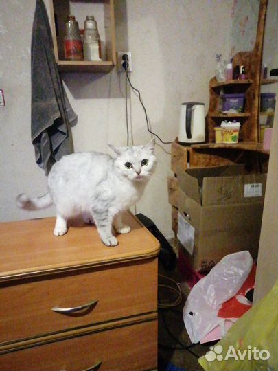 Случка кошки