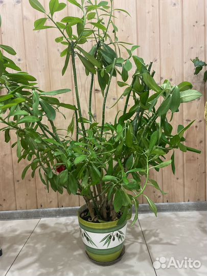 Молочай синадениум