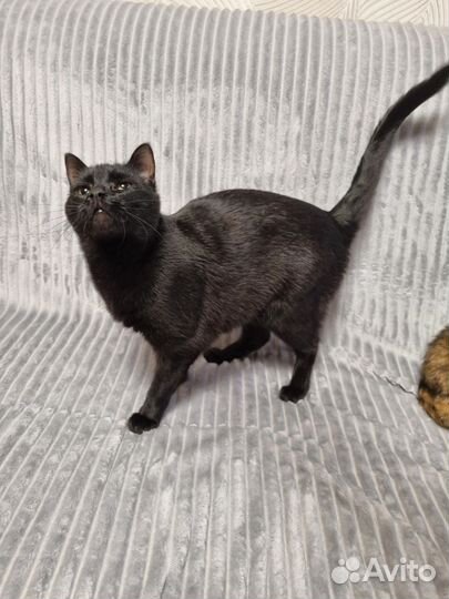 Иззи ищет родителей