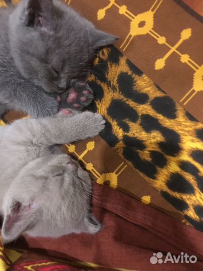 Британские котята