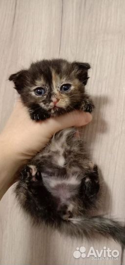 Кошки в добрые руки бесплатно